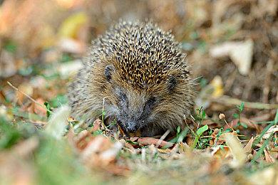 员工资料信息侧面印证Xbox游戏登陆PlayStation传闻